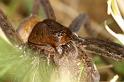 Dolomedes_plantarius_D5140_Z_85_Canal du Nivernais_Frankrijk